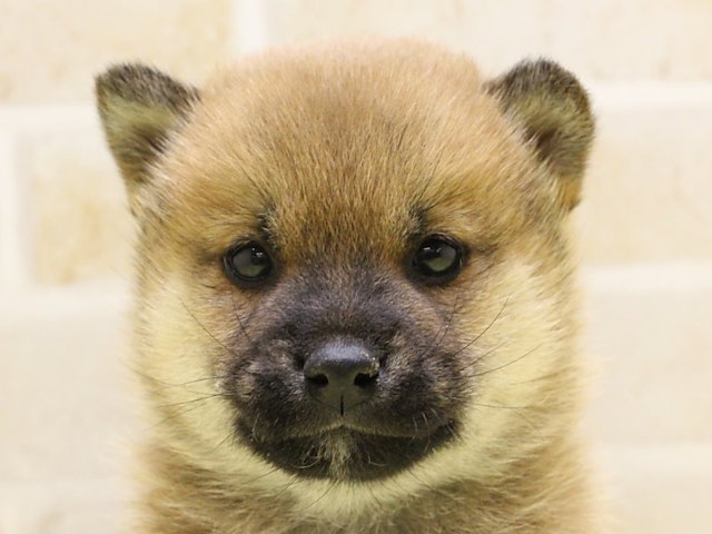 群馬県の柴犬(標準サイズ) (ペッツワン伊勢崎店/2024年10月10日生まれ/男の子/赤)の子犬